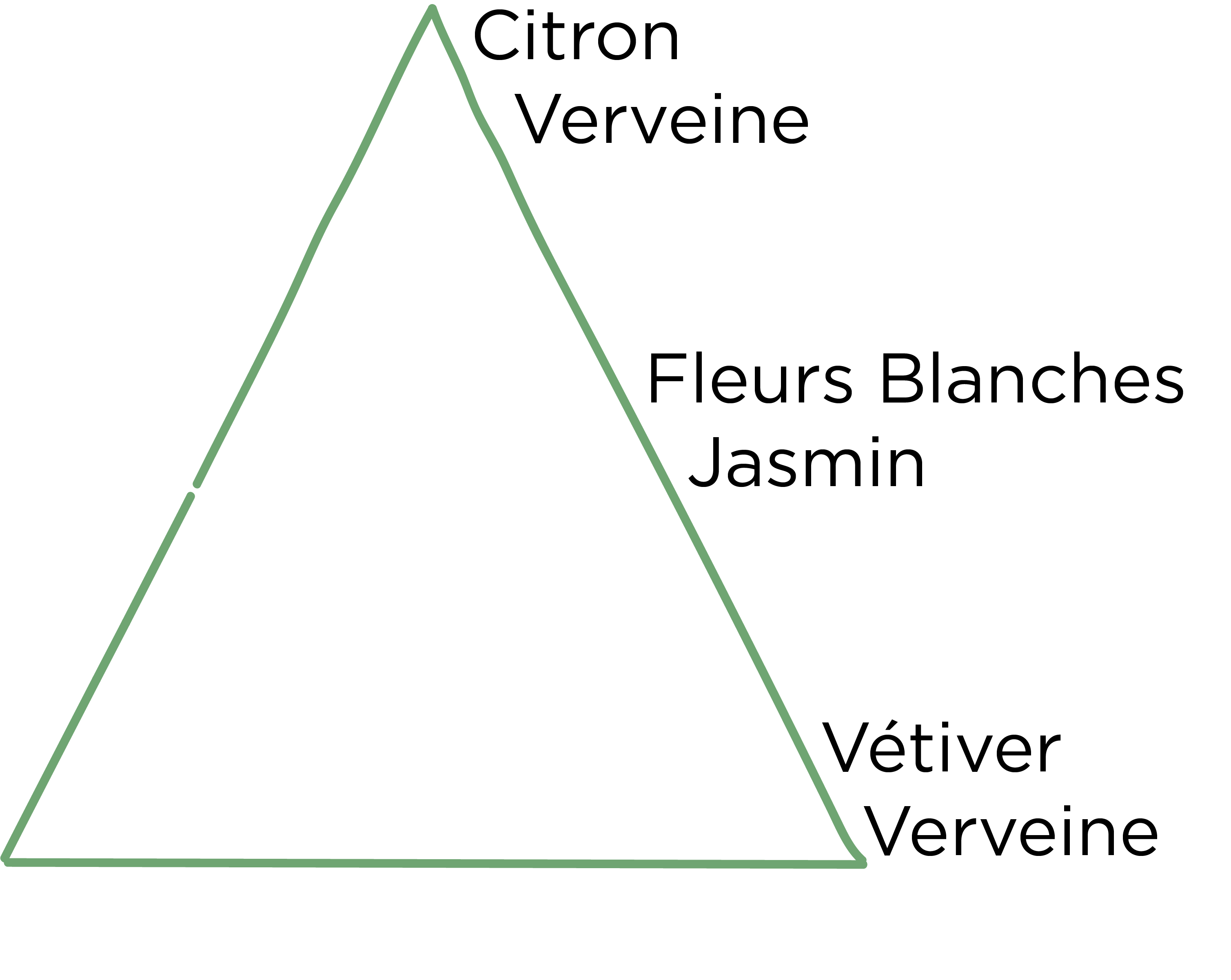 pyramide olfactive Verveine.png