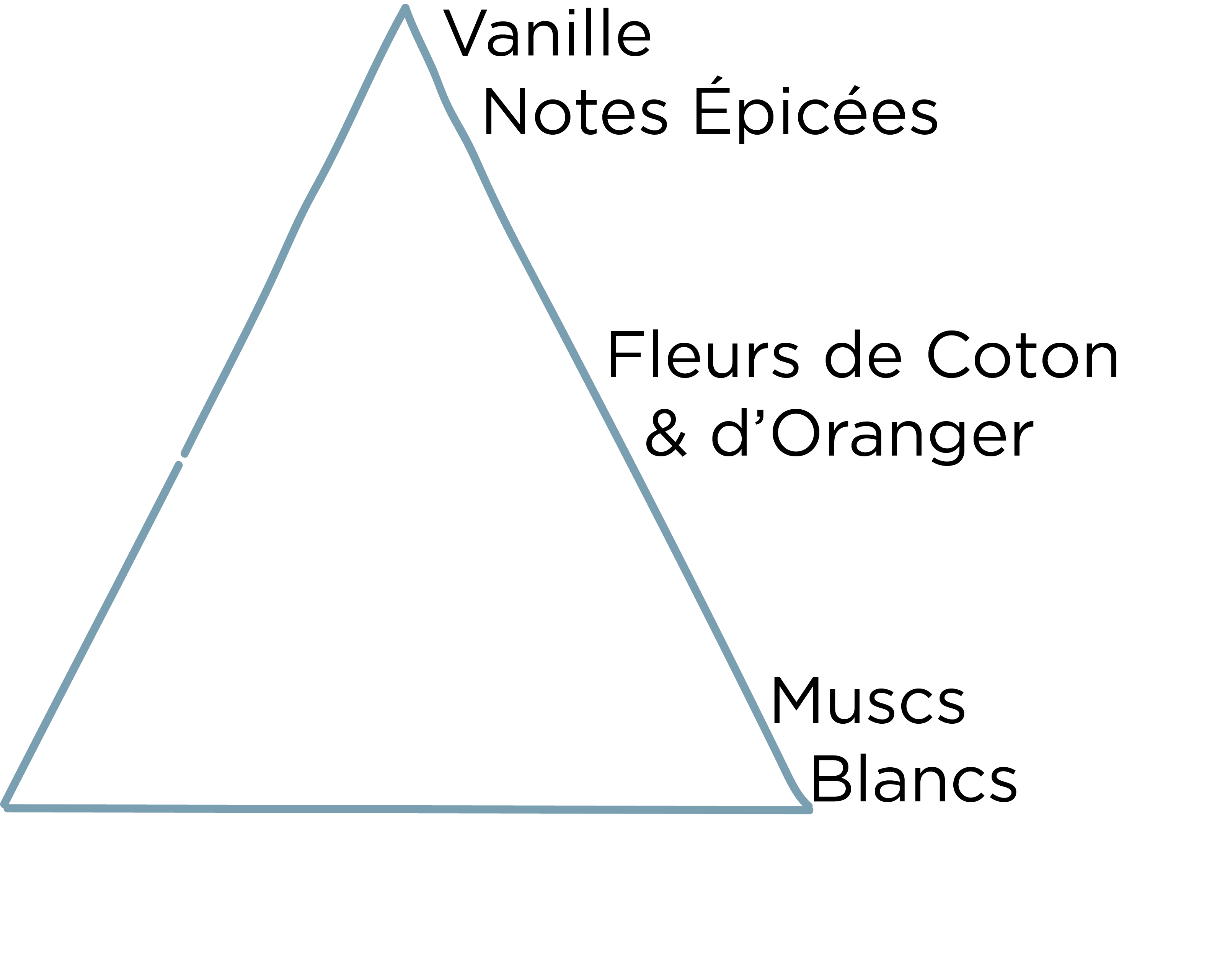 pyramide olfactive coton.png